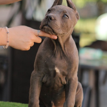 Cane corso kölykök