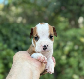 Kiváló származású amerikai staffordshire terrier kölykök