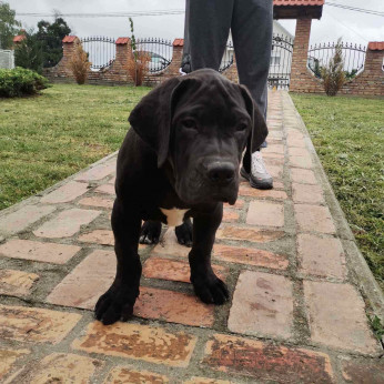 Afrikai Boerboel