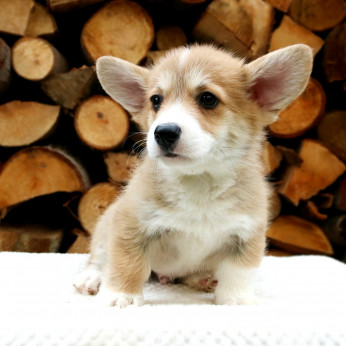 Walesi corgi kölykök