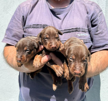 Doberman kiskutyák eladók