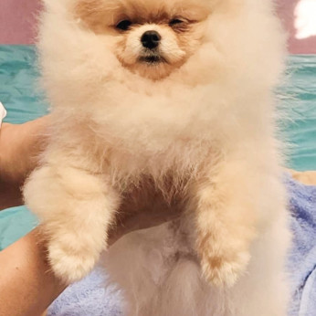 Pomerániai BOO TOP osztályú kölykök