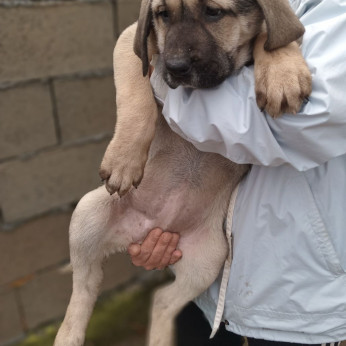 Bandog kölykök eladók