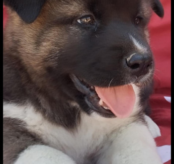 Amerikai akita kölyök