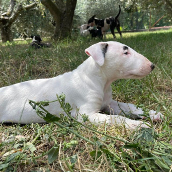 Bullterrier kölykök