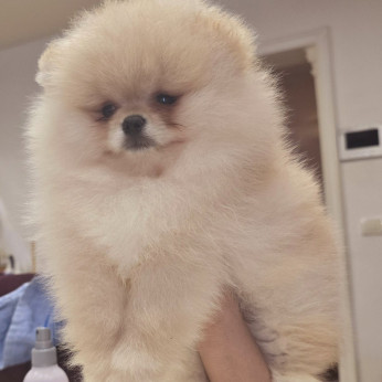 Pomerániai spitz kölykök