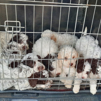 Lagotto