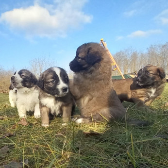 Mixed Leonberger x St.Bernard