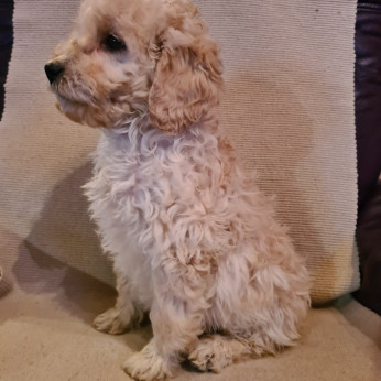 Goldendoodle kölykök