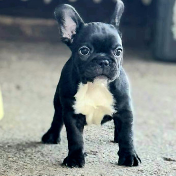 Franciai Bulldog – Kiváló kölyökkutyák