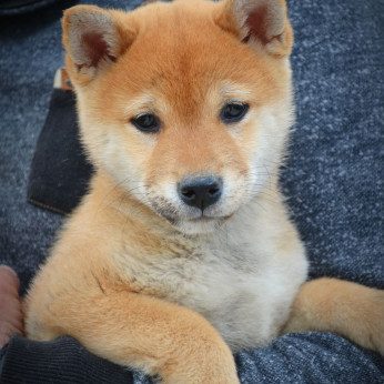 Shiba Inu kölykök