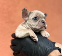 Egzotikus Francia Bulldog Balkán – KIVÁLÓ minőségű kölykök