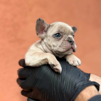 Egzotikus Francia Bulldog Balkán – KIVÁLÓ minőségű kölykök