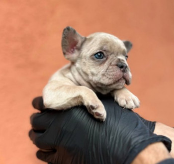 Egzotikus Francia Bulldog Balkán – KIVÁLÓ minőségű kölykök