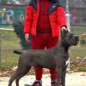Cane corso kölykök