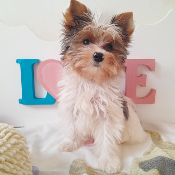 Yorkshire terrier kisfiúk yorki