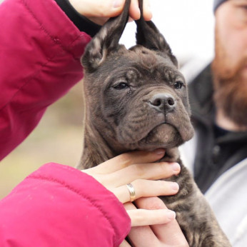 Cane Corso kölykök