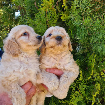Goldendoodle kiskutyák eladók