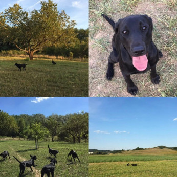 Labrador retriever kiskutyák