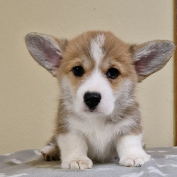 Welsh Corgi Pembroke kölyök