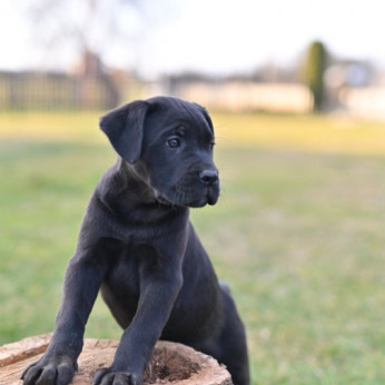 Cane Corso kiskutyák eladók