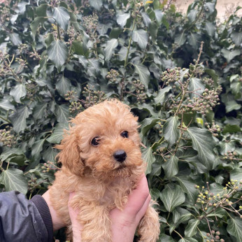 Toy Uszkár (Poodle)