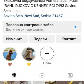 Cockapoo kölykök