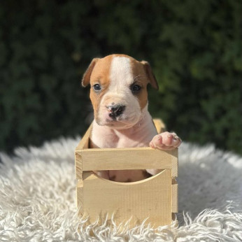 Kiváló származású amerikai staffordshire terrier kölykök