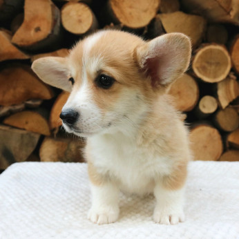 Walesi corgi kölykök
