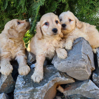 Goldendoodle kiskutyák eladók