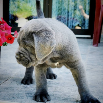 Cane Corso kiskutyák AJÁNLÁS