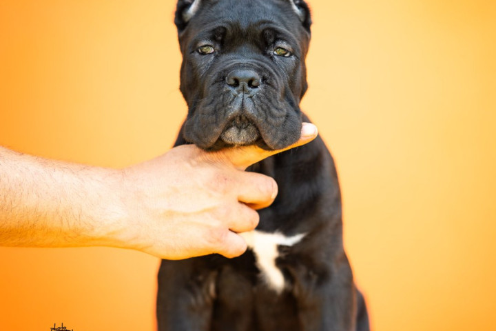 Cane Corso – Gyönyörű kölykök