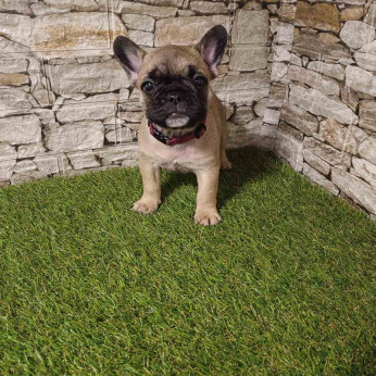 Francia Bulldog – Gyönyörű Kölykök