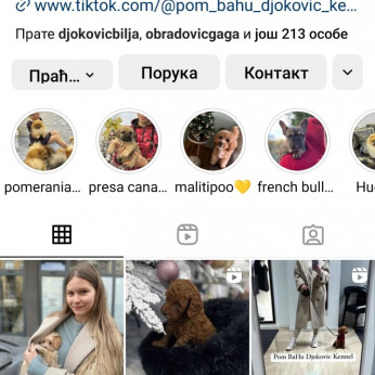 Cockapoo kölykök