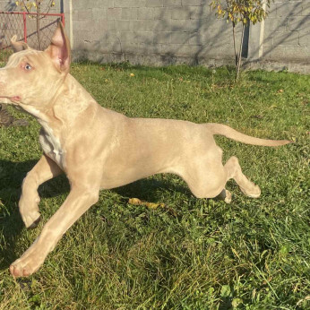 Amerikai pitbull terrier és egzotikus francia bulldog kiskutyák eladók
