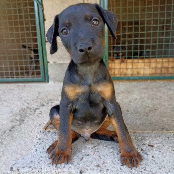 Német vadászterrier kölykök