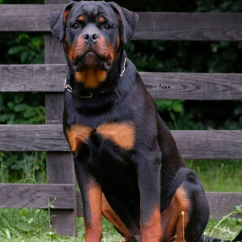 Rottweiler kölykök