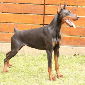 Doberman kiskutyák eladók