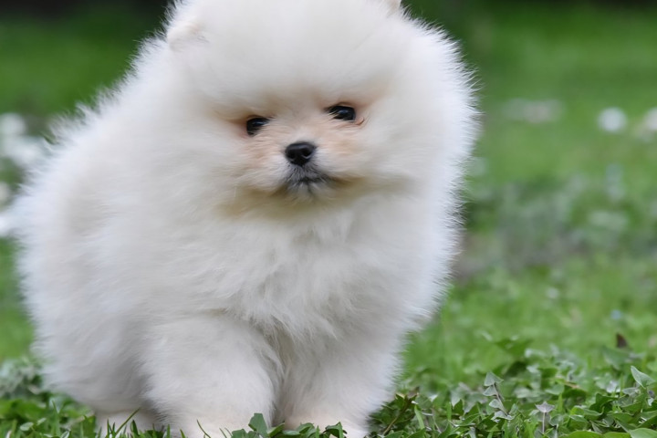 Pomerániai törpespicc – BOO mackó típus