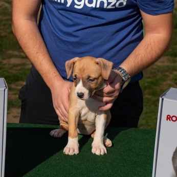 Amerikai Staffordshire Terrier, kiváló minőségű kölykök