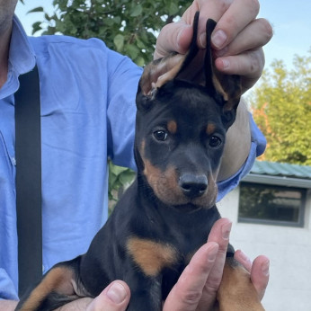 Doberman TOP kölykök