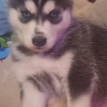 Szibériai husky kölykök