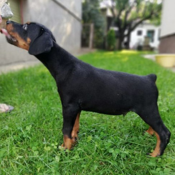 Doberman kiskutyák eladók