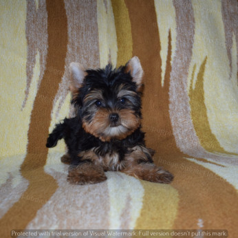 YORKSHIRE TERRIER (YORKI) KISKUTYA ELADÓ