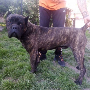 Cane Corso fiú eladó