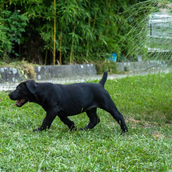 Dél-afrikai masztiff – Boerboel kiskutyák
