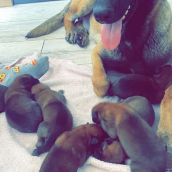 Belga malinois kölykök