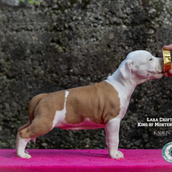 Amerikai Stafford terrier kölykök