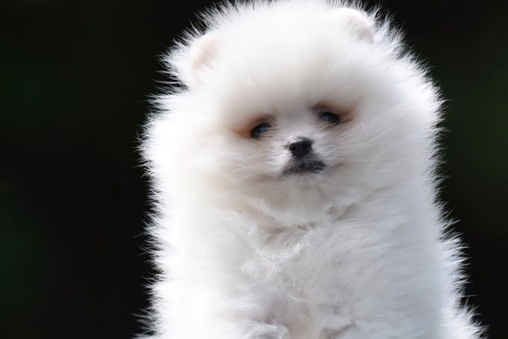 Pomerániai Boo – gyönyörű kölykök