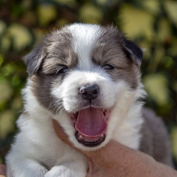 Border collie-Border collie kölykök